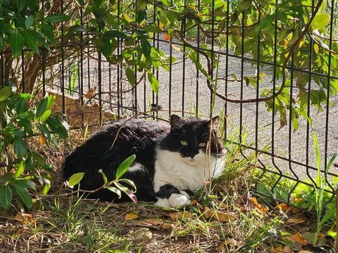 Chat PANDA &agrave; l adoption 180 26100 Romans-sur-is�re
