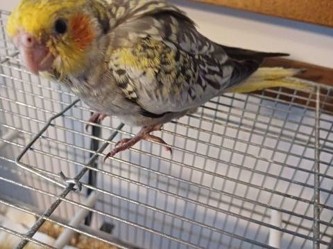 Recherche b&eacute;b&eacute;s calopsittes a finir d'&eacute;lever par moi m&ecirc;me. 35 91790 Boissy-sous-saint-yon