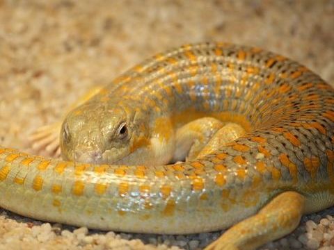 couple de scinques berberes 1 38110 La tour-du-pin