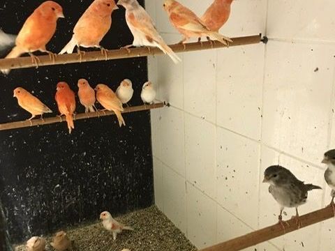 Canaris couleurs 35 31600 Muret