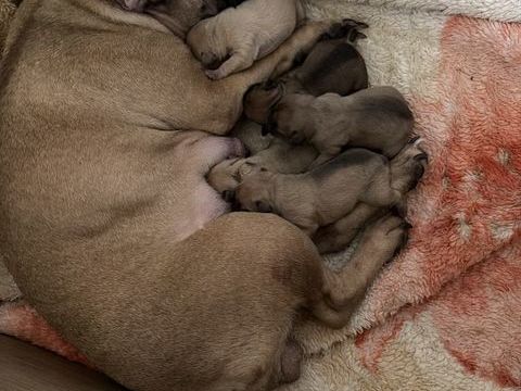 &Agrave; vendre chiot bouledogues fran&ccedil;ais 500 38000 Grenoble