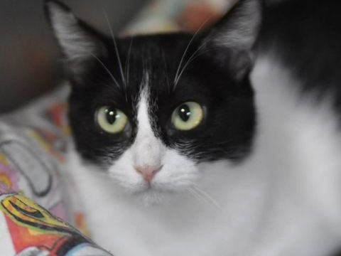 FABI 230 27620 Gasny