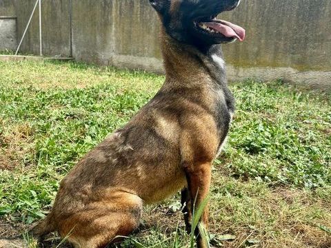 ALIZEE, malinoise, 4 ans 220 34500 B�ziers