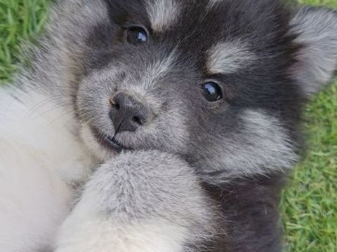 Pomsky f4plus mini femelle lign&eacute;e russe/us 1500 14370 Argences