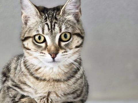 VELVET 210 60000 Beauvais