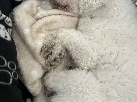 Cookie cherche nouveau nid (DON) 0 91700 Sainte-genevi�ve-des-bois