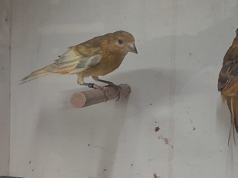 CANARI MAGELLAN X RAZA JASPE 2025 70 95170 Deuil-la-barre