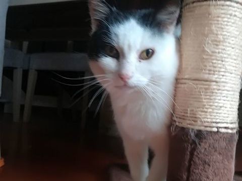 OSAKA 210 35000 Rennes