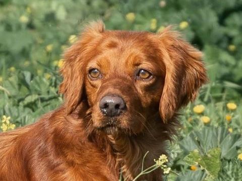 NESSI 300 95610 �ragny