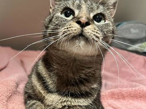 Arielle, Chatte tigrée de 3 ans 150 62149 Annequin