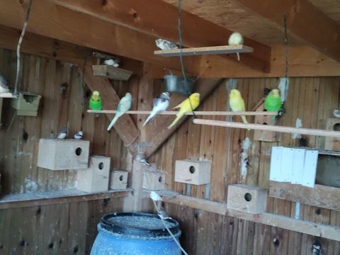 Perruches 10 03600 Commentry