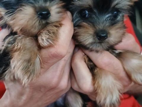 Don 
de chiot yorkshire pure race toy 0 76200 Dieppe