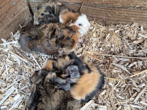 B&eacute;b&eacute;s cochon d'Inde 20 61360 Saint-jouin-de-blavou