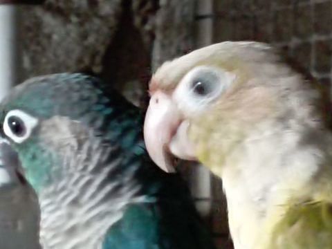 conure eam 220 89520 Levis