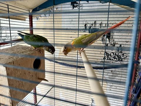 Perruche concure pyhura 230 94350 Villiers-sur-marne