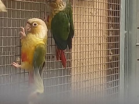 Conure molinae 75 59310 Auchy-lez-orchies