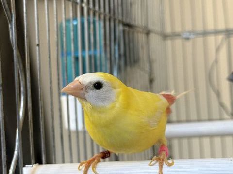 Oiseaux kittlitz jaune 100 93270 Sevran