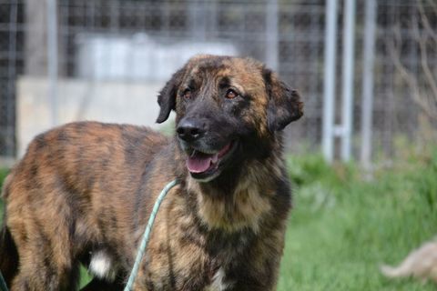 Galindo 4 ans, une merveille de chien (sociable chiens et chats) 315 24140 Douville