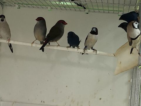 Oiseaux exotiques 1 93220 Gagny