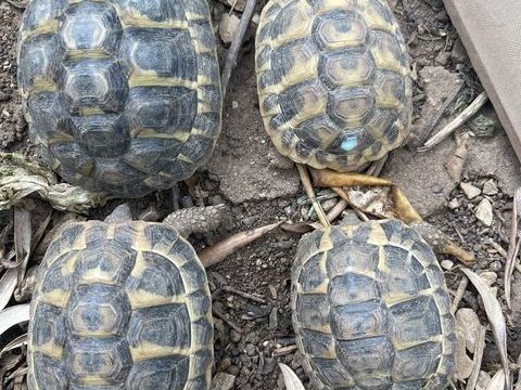 Tortues s&eacute;x&eacute;es de 1 &agrave; 3 ans et adultes 50 83470 Saint-maximin-la-sainte-baume