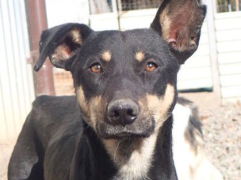 Hako &agrave; l'adoption 300 49000 Angers
