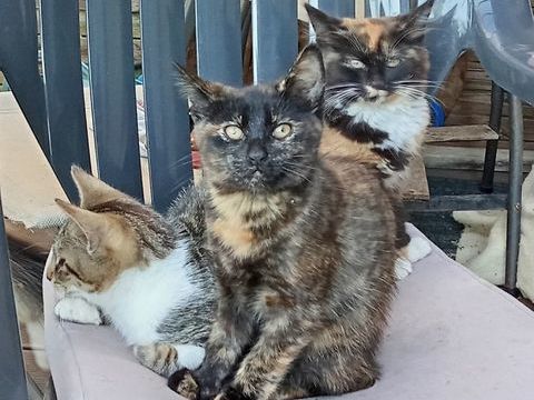 chaton &eacute;caille de tortue, femelle, puc&eacute;e, vaccin&eacute;e 0 72600 Neufchâtel-en-saosnois