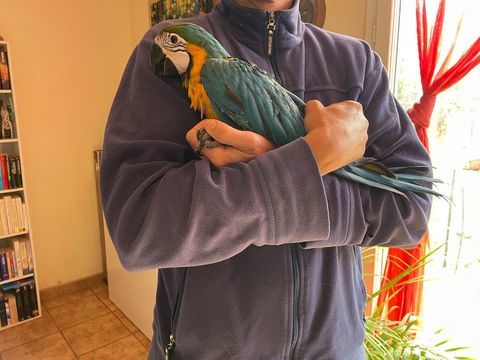 Perroquet ara bleu et jaune bébé  1800 83630 Rgusse