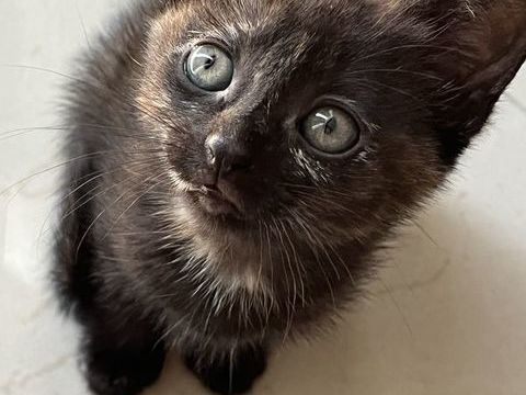 Donne petit chaton 0 79270 Saint-symphorien