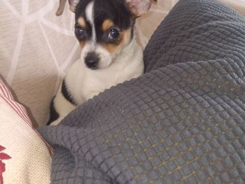 Chihuahua a reserver 799 45300 Manchecourt