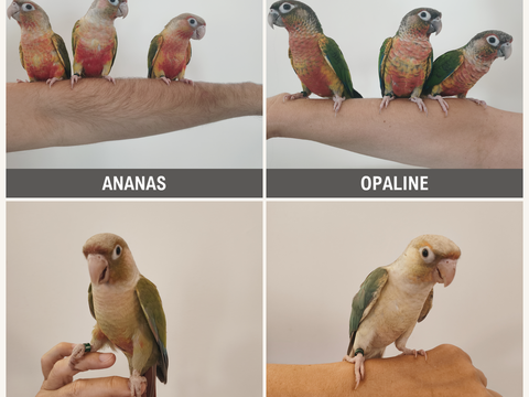 Conures de molina eam 300 34750 Villeneuve-lès-maguelone