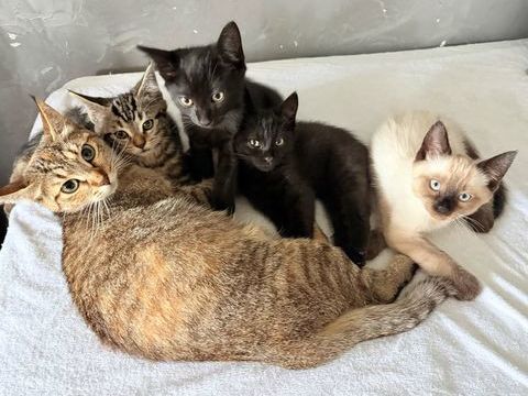 Tr&egrave;s Beaux Chatons Europ&eacute;en X Siamois M&acirc;les-Femelle 19 mars 499 94450 Limeil-br�vannes