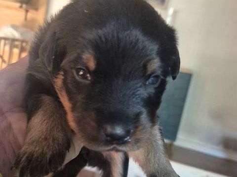 Nous vendons des chiots Beauceron LOF. 900 14380 Mesnil-clinchamps
