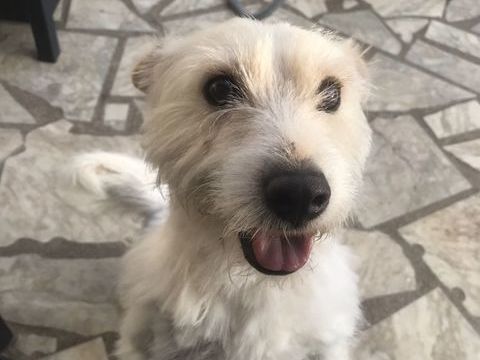 Disparition de notre chien Nouki, depuis le 29.08.2025 0 36210 Poulaines