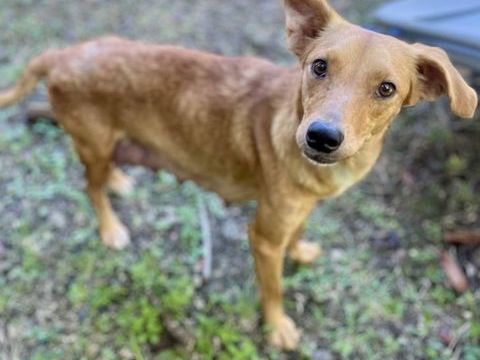 Z&eacute;ri, femelle berger cr&eacute;ole, n&eacute;e le 01/01/2024 380 68000 Colmar