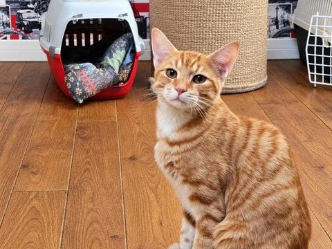 RYOU CHATON ROUX 5 MOIS 225 92260 Fontenay-aux-roses
