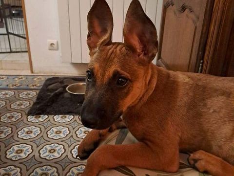 TANINA la malicieuse 300 60000 Beauvais