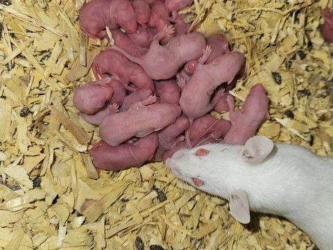 Souris blanches 1 33000 Bordeaux