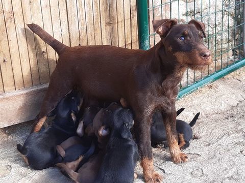 chiots jagd terrier 550 53540 Cuillé