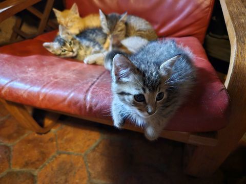 Chatons 0 19450 Pierrefitte