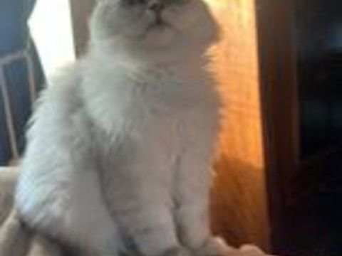   Adorable Chatons / Chats Persan parents LOOF 