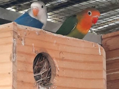 Ins&eacute;parables fischer 40 47140 Frespech