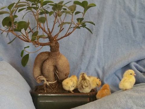 poussins seramas malais marseille 30 13009 Marseille