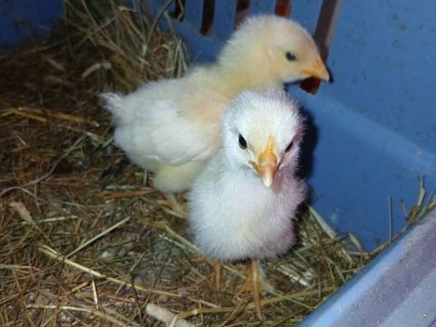 Poussins 5 21390 Aisy-sous-thil