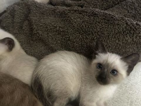 ? Adorables chatons &agrave; adopter ? disponibles fin janvier ? 0 78190 Trappes