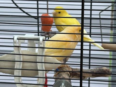 Cède canaris  15 22120 Hillion