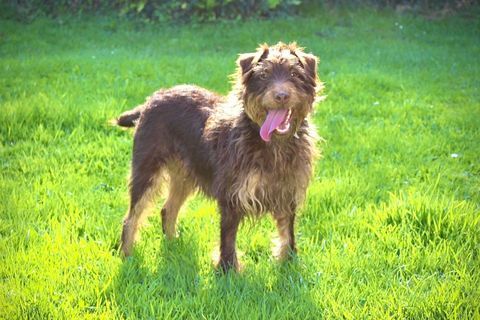 Ulysse, charmant Jagdterrier 180 50310 Quin�ville