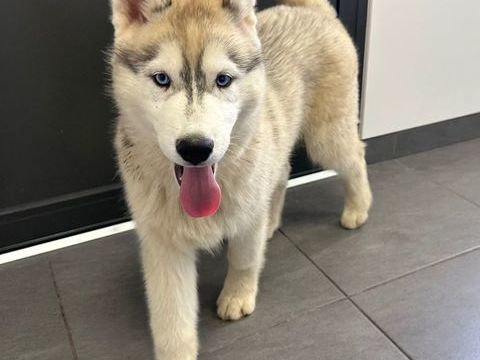 Chiots husky LOF 1100 44410 Herbignac
