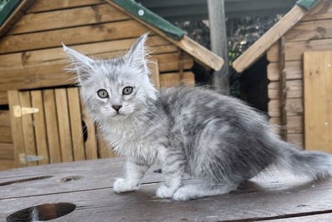 Chaton Maine Coon femelle de lign&eacute;e shaded 1400 13400 Aubagne