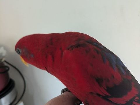 Lori écarlate eam 350 47200 Marmande