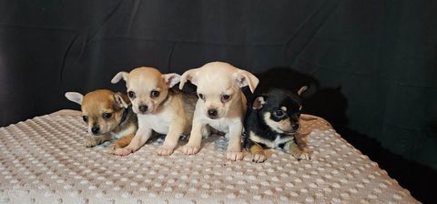 chihuahua 650 31230 Montbernard